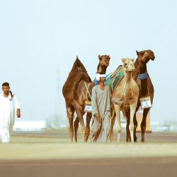 “المركز الوطني للأرصاد” : رياح نشطة وأتربة مثارة على منطقة المدينة المنورة