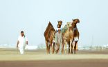 بمساحة تتجاوز المليون متر مربع.. مهرجان جادة تبوك ينهي استعداداته لاستقبال الزوار